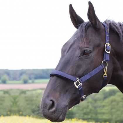 Padded Headcollar